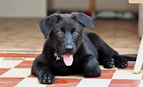 labrador noir allongé sur le sol