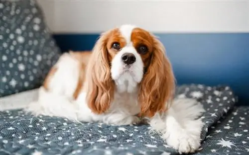 Cavalier King Charles spániel kutyaágyán