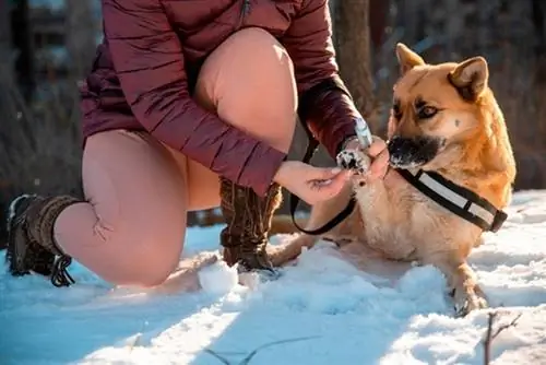 Kenhetsz vazelint a kutya mancsára? Állatorvos által jóváhagyott tények