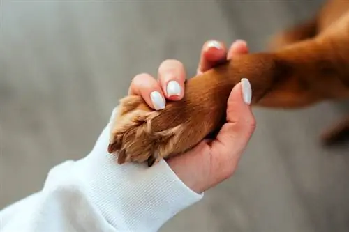 una donna che tiene la zampa del cane marrone