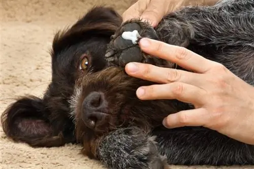 proprietario che spalma unguento sulla zampa del cane