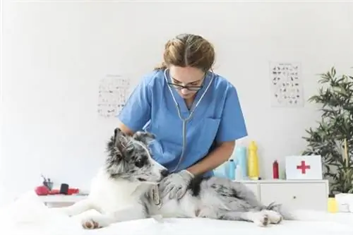 veterinarian checking dog