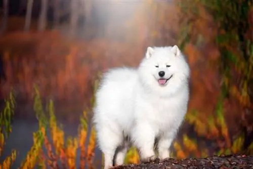 samoyed