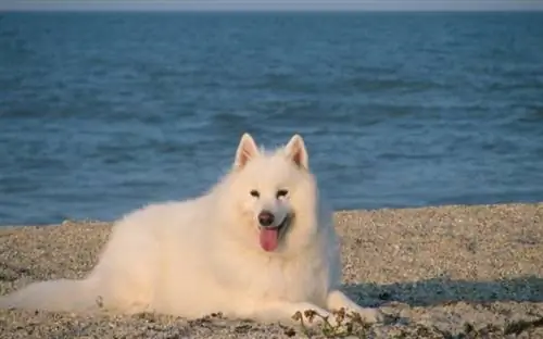 Samojed_na_pláži