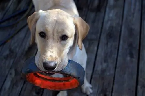 Labrador spelar apport