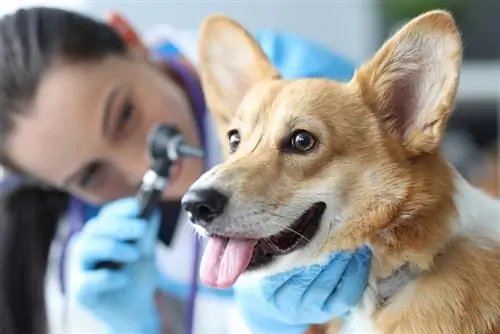 veterinar provjerava pseće uši