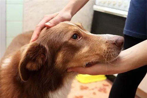 mano acariciando a un perro triste