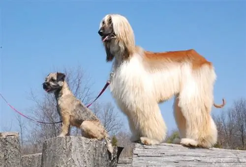 Border Terrier dan Afghan Hound