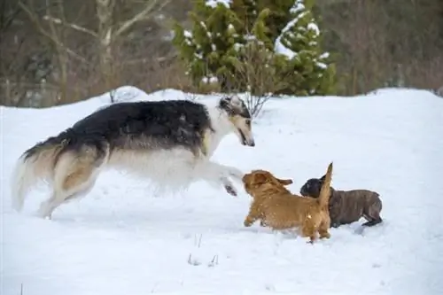 Borzoi dan anjing yang lebih kecil