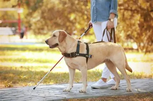 Seekor anjing layanan golden retriever dengan seorang wanita buta berjalan