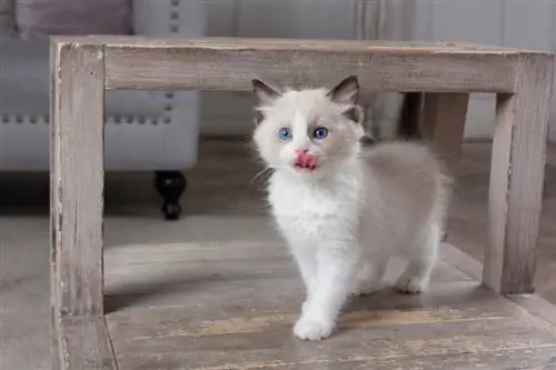 chat ragdoll se léchant les lèvres