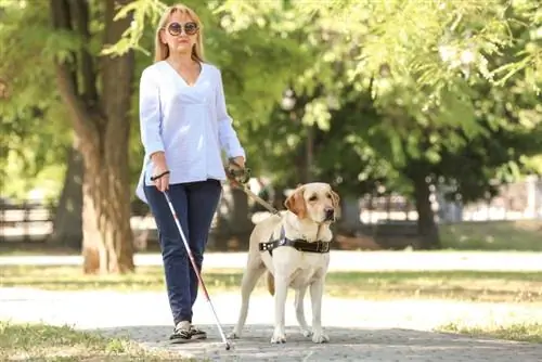 kör kadına yol gösteren hizmet köpeği