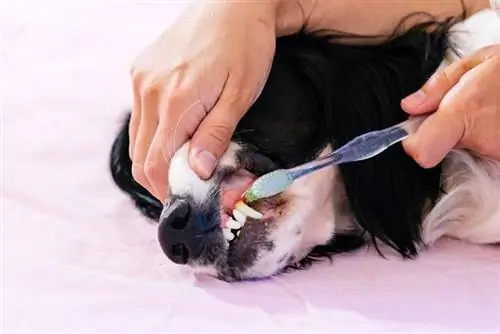 limpar os dentes do cachorro com uma escova de dente