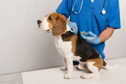 Veterinarian microchipping beagle aub nrog syringe