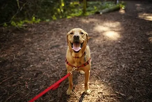 cachorro na coleira caminhando com o dono