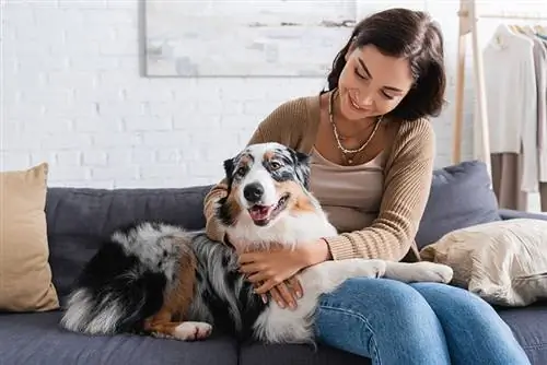 mulher jovem feliz abraçando cão pastor australiano enquanto está sentado no sofá