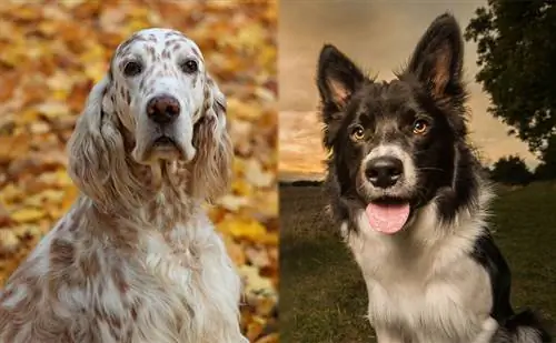 Engelsk Borsetter Collie (engelsk setter & Border Collie Mix)