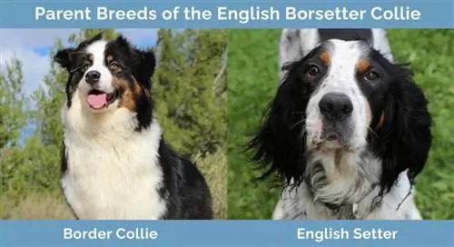 Ouerrasse van Engelse Borsetter Collie