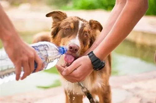 cachorro bebiendo agua