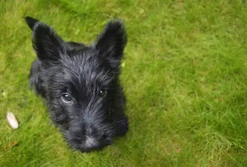 Doxie Scot (Dachshund & Scottish Terrier Mix): Info, bilder, kjennetegn & Fakta