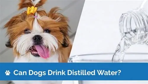 Kan honde gedistilleerde water drink? Wat jy moet weet