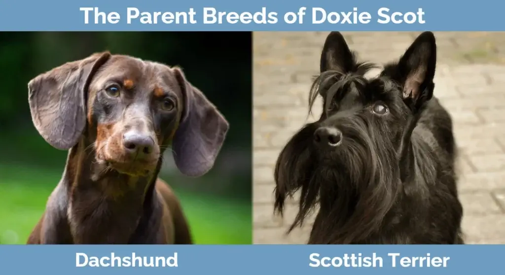 Le razze dei genitori di Doxie Scot