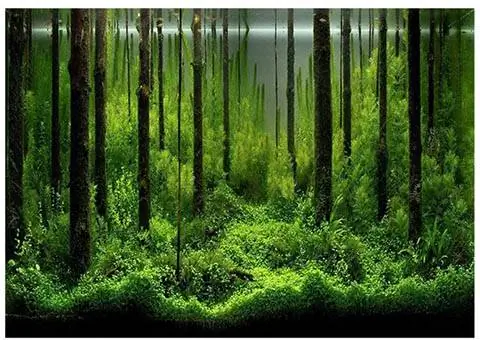 Hakeeta Forest Tank Aquarium պաստառ