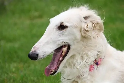 closeup borzoi