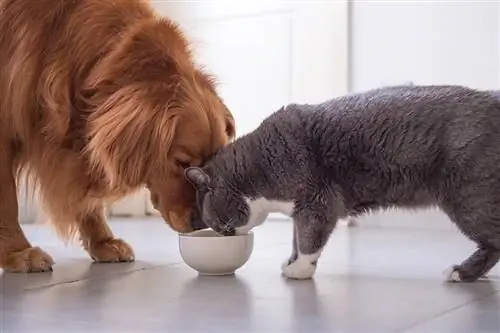 golden retriever die kattenvoer probeert te eten