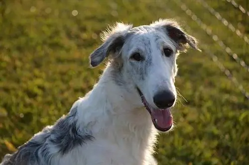 borzoi sorridente