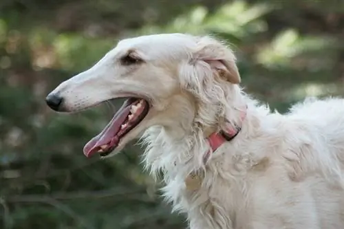 borzoi ua