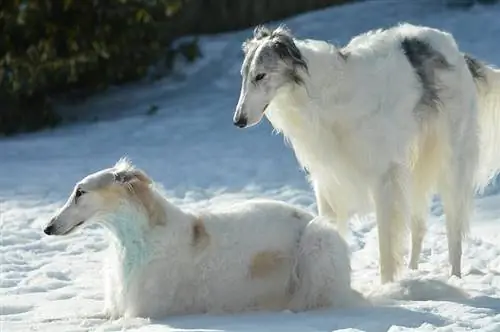 kahekordne borzoi