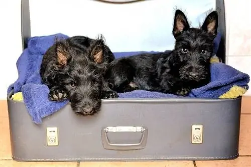 Mga Tuta ng Scottish Terrier