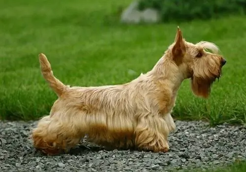 Terrier escocès