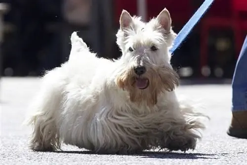 White Scottish Terrier caminant