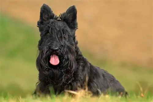 terrier escocês