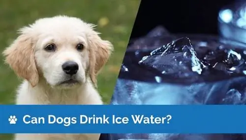 ¿Pueden los perros beber agua helada? ¿El agua helada es segura para los perros?