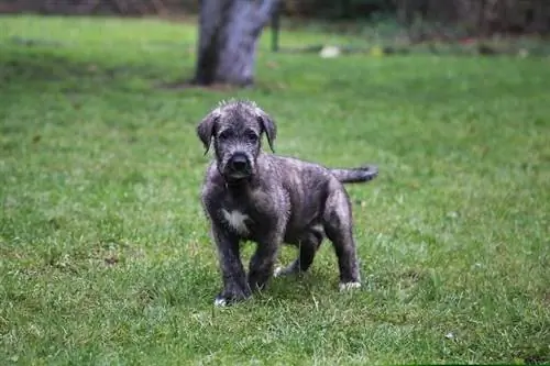 አይሪሽ Wolfhound ቡችላ