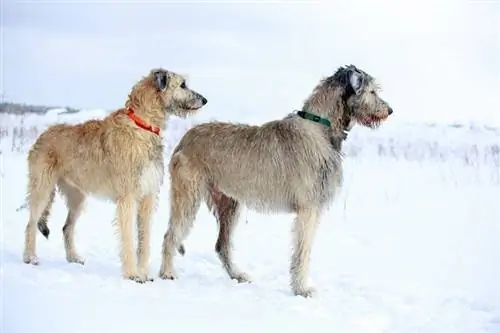 አይሪሽ wolfhound ውሻ በክረምት መስክ