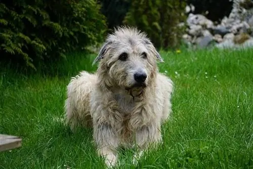 9 የአየርላንድ Wolfhound