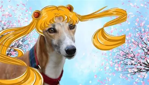 anjing sailor moon