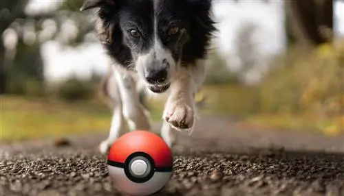 cane che insegue pokeball