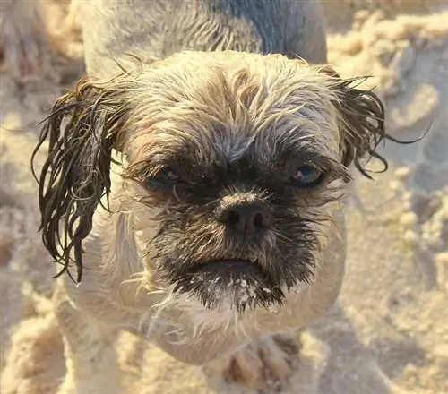 Race de chien Border Terrier: Infos, Photos, Caractéristiques & Faits