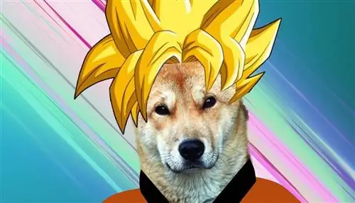 Más de 100 nombres de perros de anime: Ideas para geek & Perros geniales (con significados)