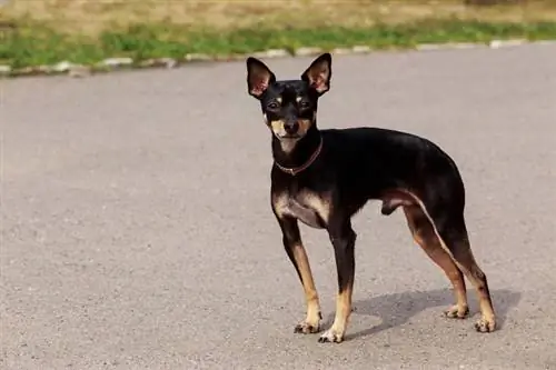 Terrier de jouet de Manchester