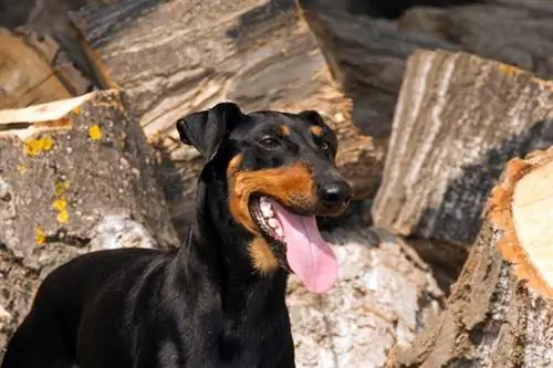 Manchester Terrier