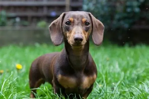 ঘাস উপর dachshund