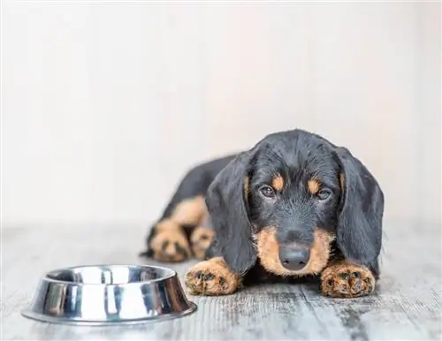 dachshund মদ্যপান না