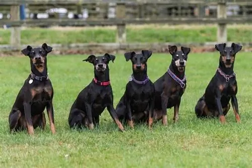 Manchester Terrier Dog Breed معلومات: الصور والشخصية & حقائق