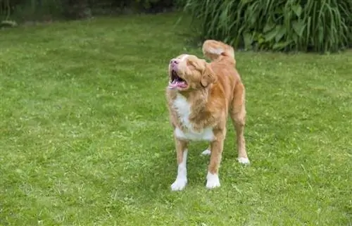 cachorro do vizinho latindo